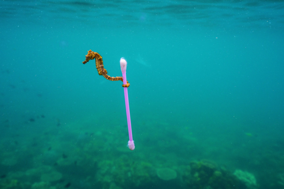 Mediterranean Sea  Jordi Chias: Underwater photography